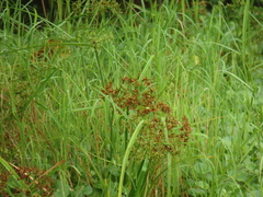 Cyperus platystylis, photograph (c) chiuluan, some rights reserved (CC BY)