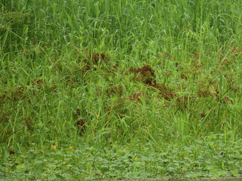 Cyperus platystylis, photograph 3