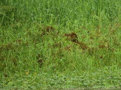 (c) chiuluan, some rights reserved (CC BY) Cyperus platystylis, photograph (c) chiuluan, some rights reserved (CC BY)