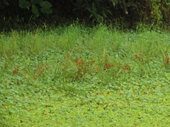 (c) chiuluan, some rights reserved (CC BY) Cyperus platystylis, photograph (c) chiuluan, some rights reserved (CC BY)