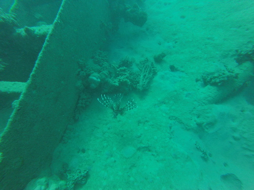 Pterois miles