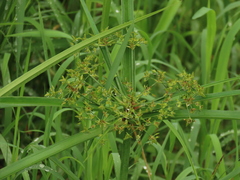 (c) chiuluan, some rights reserved (CC BY) Cyperus platystylis, photograph (c) chiuluan, some rights reserved (CC BY)
