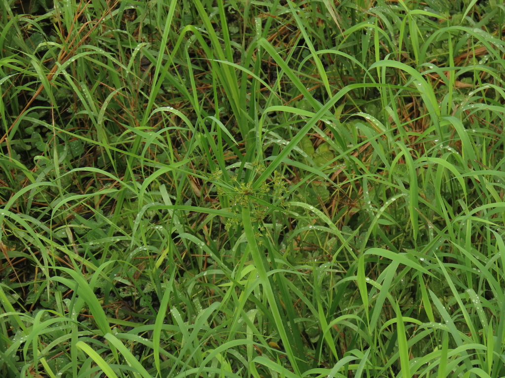Cyperus platystylis; photograph (c) chiuluan, some rights reserved (CC BY)