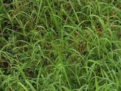 Cyperus platystylis