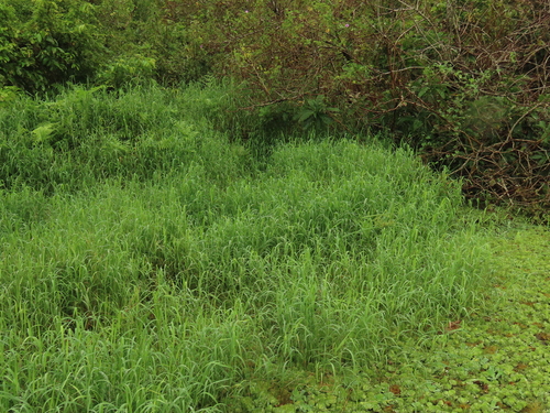 Cyperus platystylis, photograph 1