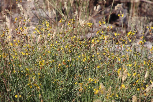 Image of Lebeckia contaminata by (c) Tony Rebelo, some rights reserved (CC BY-SA)