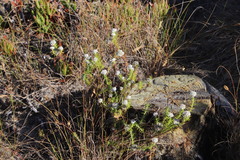 Metalasia pulchella