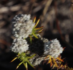 Metalasia pulchella