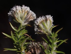 Metalasia pulchella