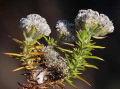 Metalasia pulchella