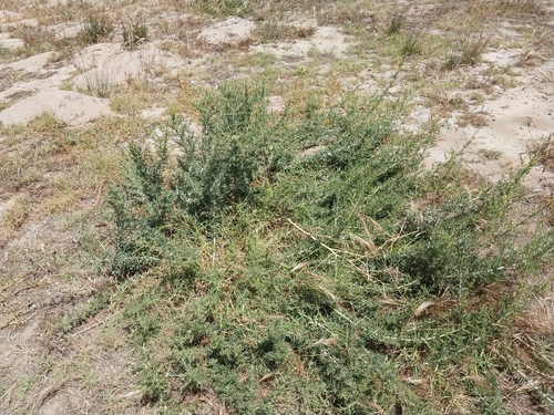 Lycium afrum, photograph 1