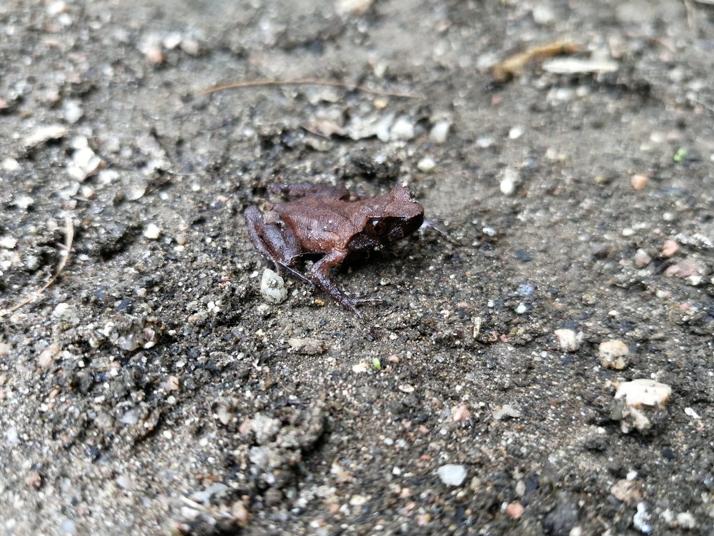 Dalaoling Horned Toad