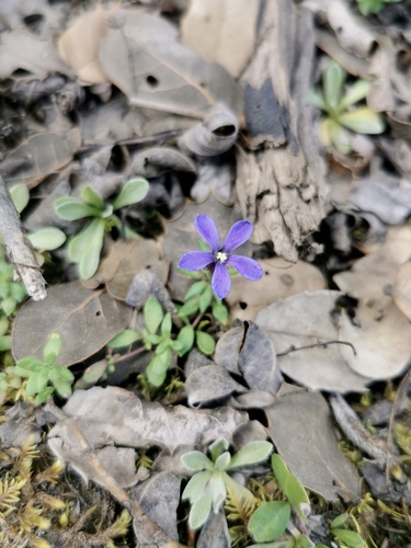 Cyananthus incanus