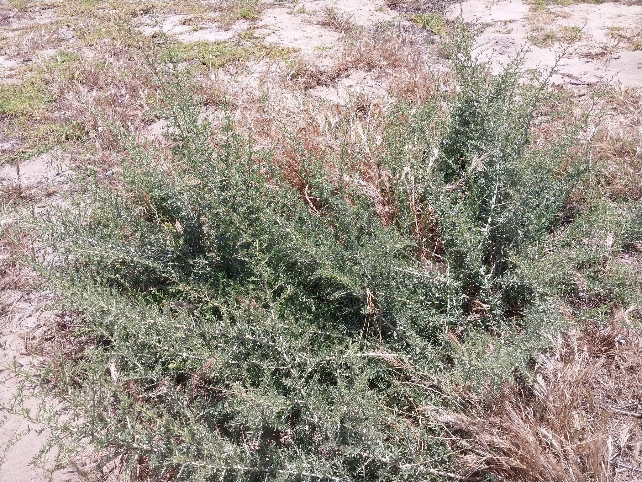 Kraal Honey-Thorn (Lycium afrum)