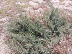 Kraal Honey-thorn (Lycium afrum)