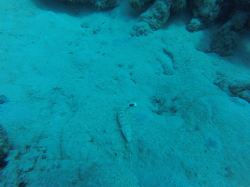 Parapercis hexophtalma