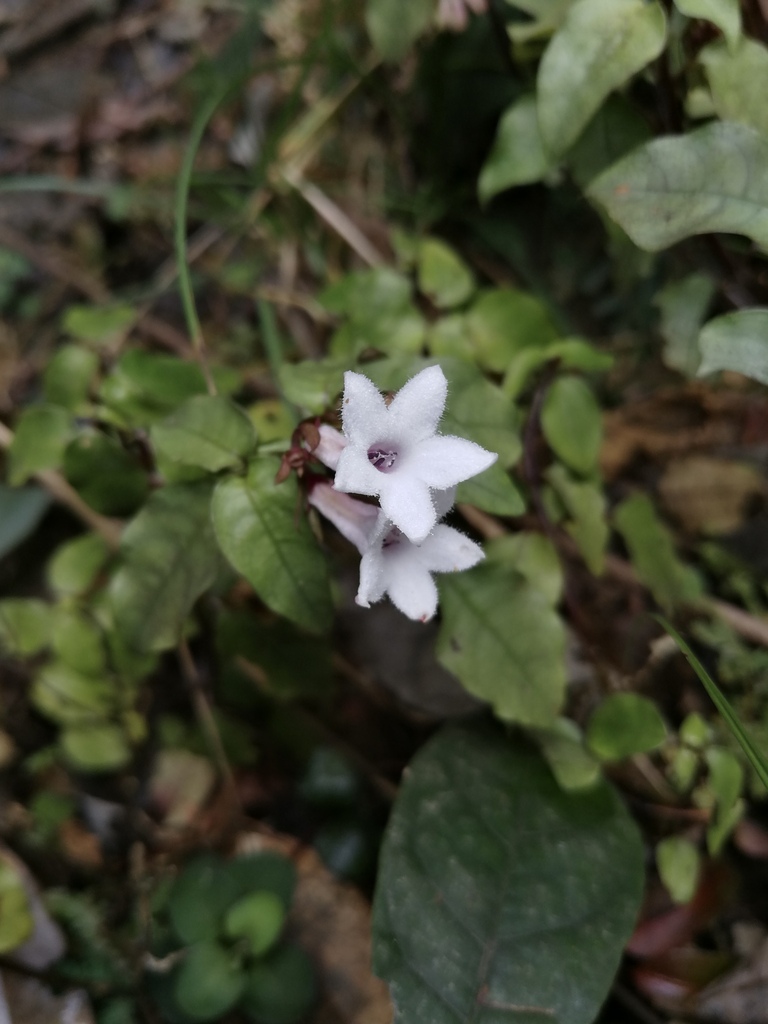Ophiorrhiza guizhouensis