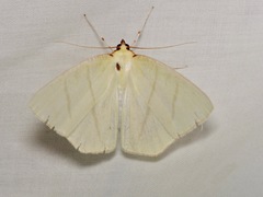 Ourapteryx incaudata