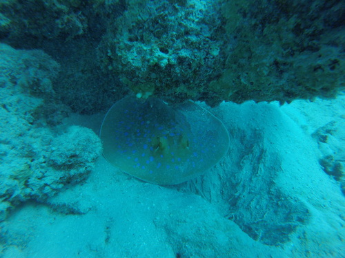 Taeniura lymma