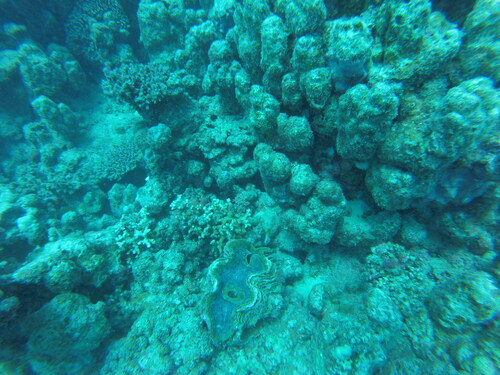 Tridacna squamosa