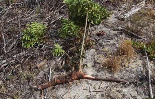 Ekebergia capensis