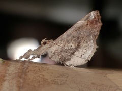 Masca abactalis
