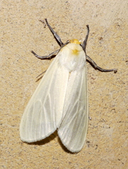 Pareuchaetes pseudoinsulata