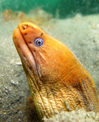 Gymnothorax prasinus