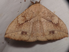 Sphingognatha asclepiades