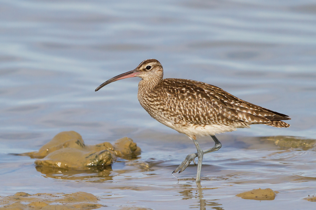 Pipipi (Mohoua novaeseelandiae) photo