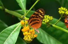 Melinaea satevis maeonis