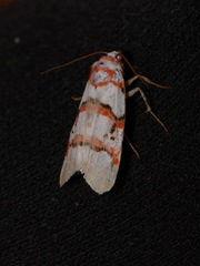 Cyana cruentata