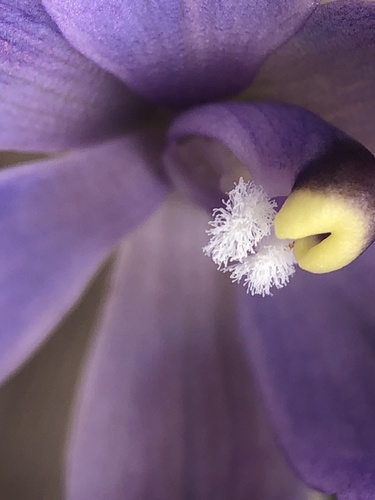 Shy Sun Orchid (Thelymitra graminea)