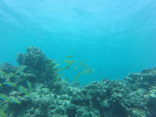 Mulloidichthys flavolineatus
