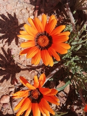 Gazania ciliaris