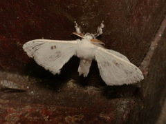 Penicillifera apicalis