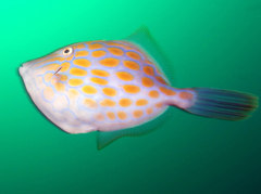 Eubalichthys mosaicus