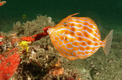 Eubalichthys mosaicus