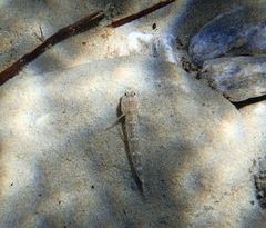 Pomatoschistus marmoratus