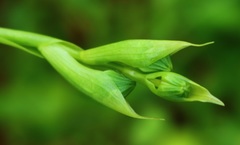 Habenaria longicorniculata
