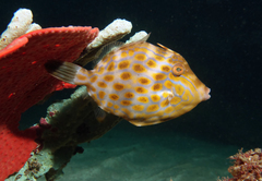 Eubalichthys mosaicus