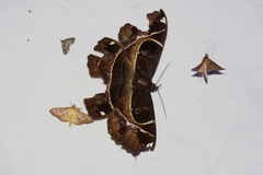 Chloroclystis neoconversa