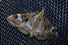 Agrioglypta fulguralis