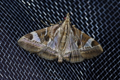 Agrioglypta fulguralis