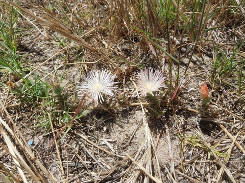 Beach Dropfig (Mesembryanthemum canaliculatum)