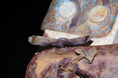 Mecodina albodentata