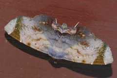 Mecodina albodentata