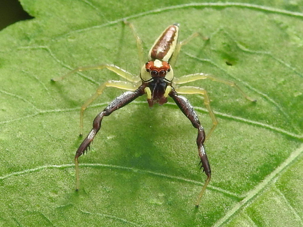 Epocilla praetextata