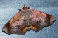 Mecodina albodentata