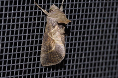 Chrysodeixis heberachis